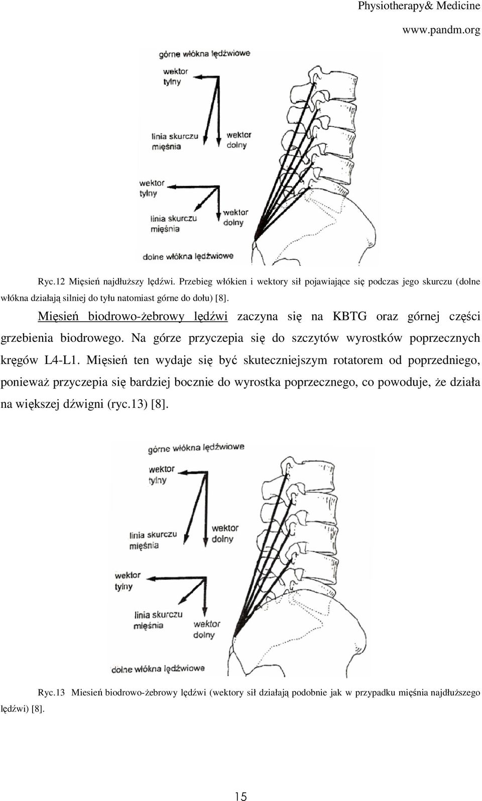 Mięsień biodrowo-żebrowy lędźwi zaczyna się na KBTG oraz górnej części grzebienia biodrowego.