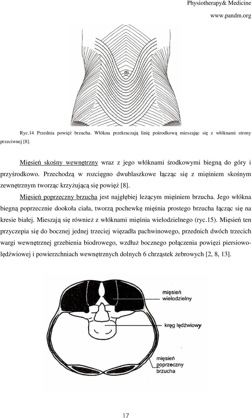 Przechodzą w rozcięgno dwublaszkowe łącząc się z mięśniem skośnym zewnętrznym tworząc krzyżującą się powięź [8]. Mięsień poprzeczny brzucha jest najgłębiej leżącym mięśniem brzucha.