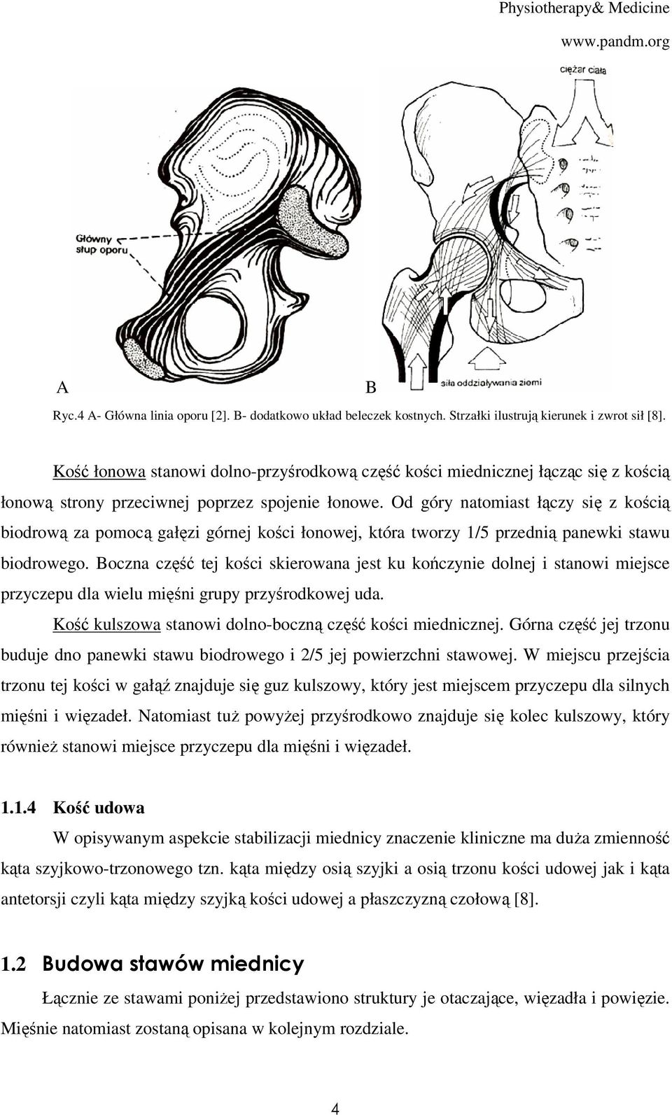 Od góry natomiast łączy się z kością biodrową za pomocą gałęzi górnej kości łonowej, która tworzy 1/5 przednią panewki stawu biodrowego.