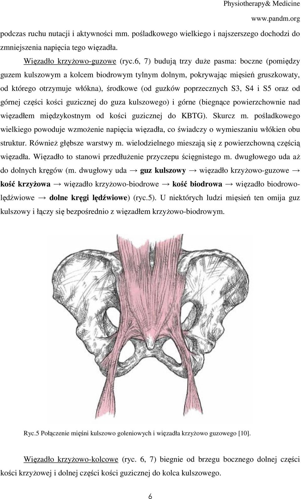 i S5 oraz od górnej części kości guzicznej do guza kulszowego) i górne (biegnące powierzchownie nad więzadłem międzykostnym od kości guzicznej do KBTG). Skurcz m.