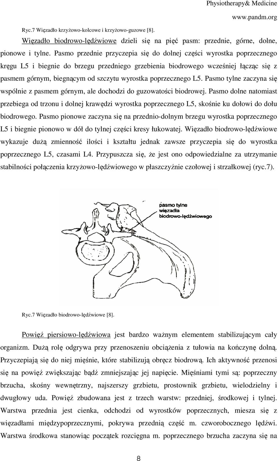 poprzecznego L5. Pasmo tylne zaczyna się wspólnie z pasmem górnym, ale dochodzi do guzowatości biodrowej.