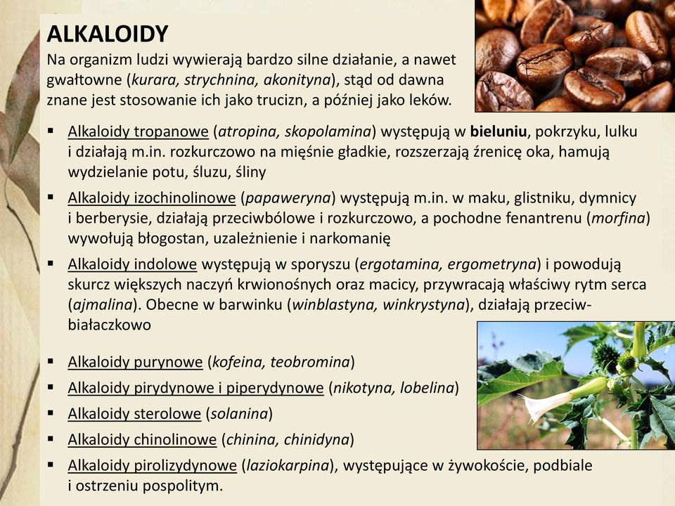 in. w maku, glistniku, dymnicy i berberysie, działają przeciwbólowe i rozkurczowo, a pochodne fenantrenu (morfina) wywołują błogostan, uzależnienie i narkomanię Alkaloidy indolowe występują w