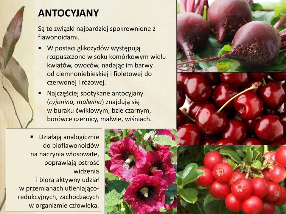 do czerwonej i różowej.