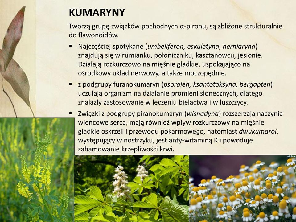 Działają rozkurczowo na mięśnie gładkie, uspokajająco na ośrodkowy układ nerwowy, a także moczopędnie.