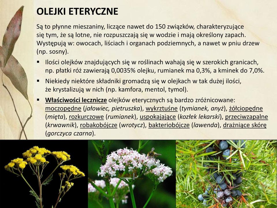 płatki róż zawierają 0,0035% olejku, rumianek ma 0,3%, a kminek do 7,0%. Niekiedy niektóre składniki gromadzą się w olejkach w tak dużej ilości, że krystalizują w nich (np. kamfora, mentol, tymol).