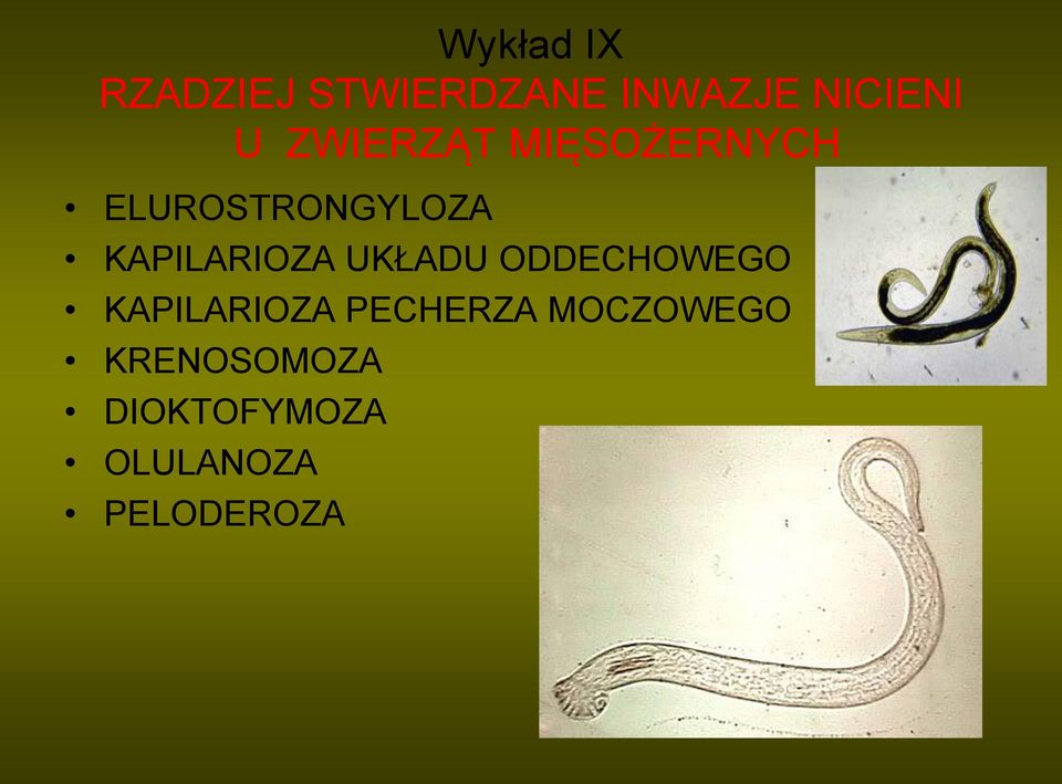 KAPILARIOZA UKŁADU ODDECHOWEGO KAPILARIOZA