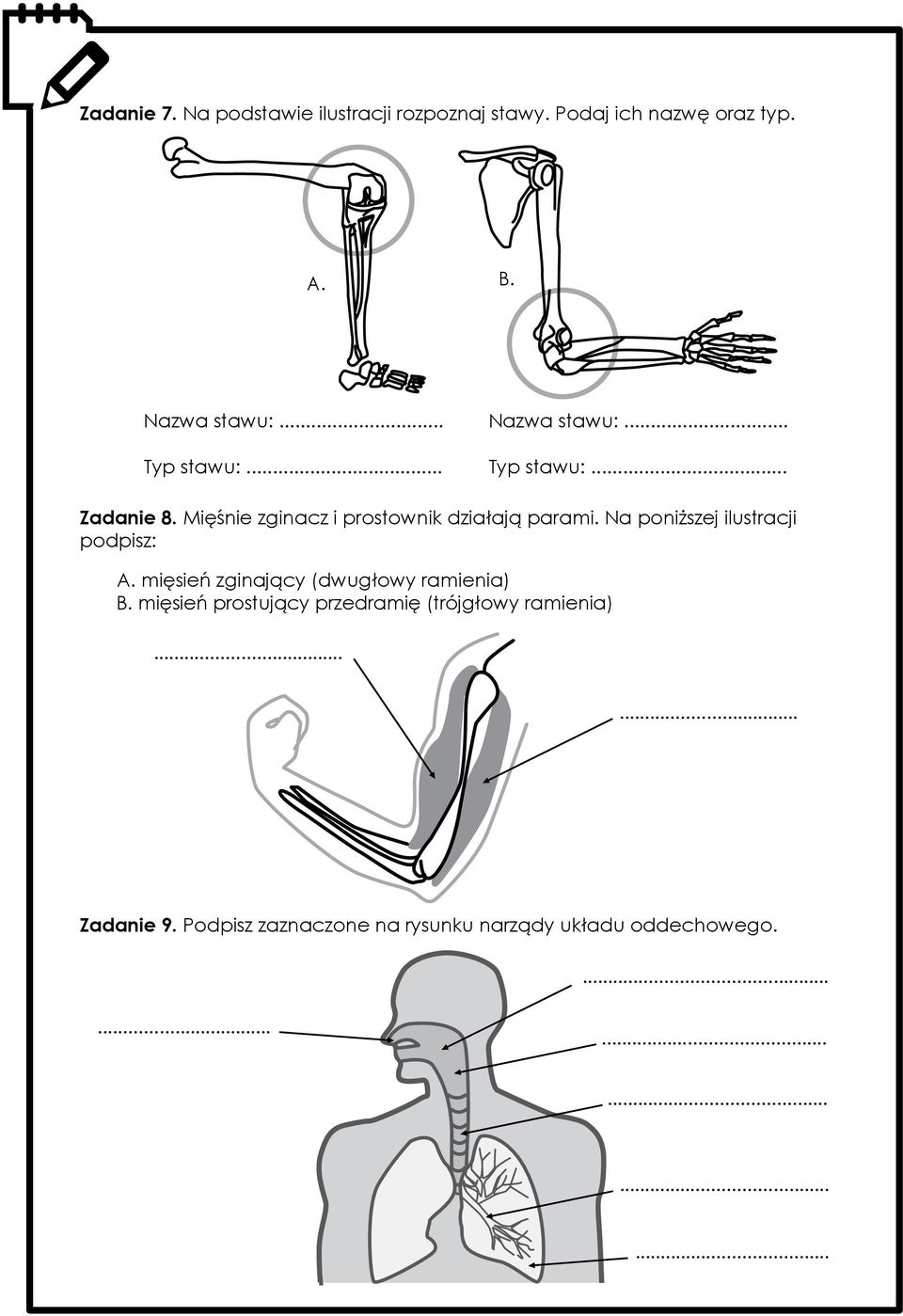 Na poniższej ilustracji podpisz: A. mięsień zginający (dwugłowy ramienia) B.