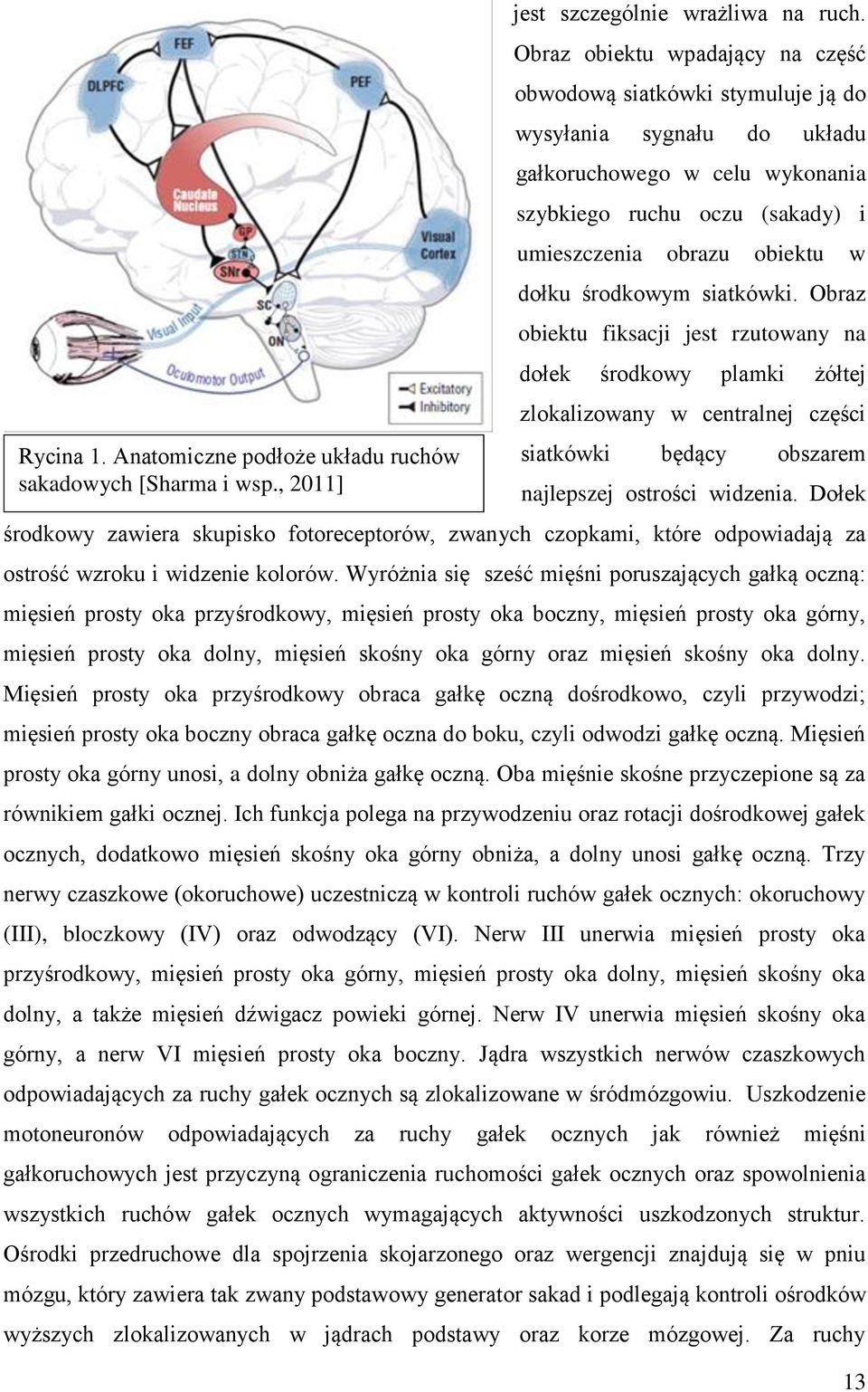 środkowym siatkówki. Obraz obiektu fiksacji jest rzutowany na dołek środkowy plamki żółtej zlokalizowany w centralnej części siatkówki będący obszarem najlepszej ostrości widzenia.
