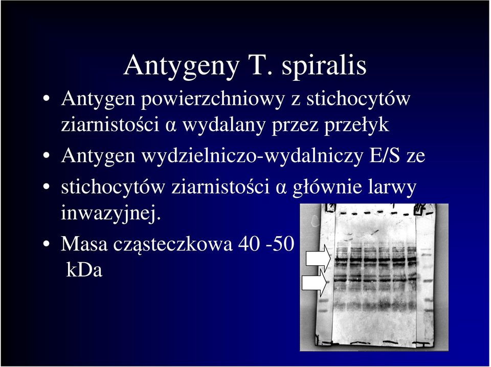 ziarnistości α wydalany przez przełyk Antygen