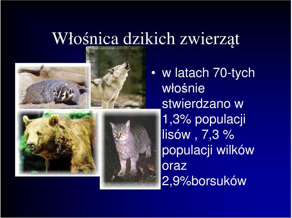 stwierdzano w 1,3% populacji