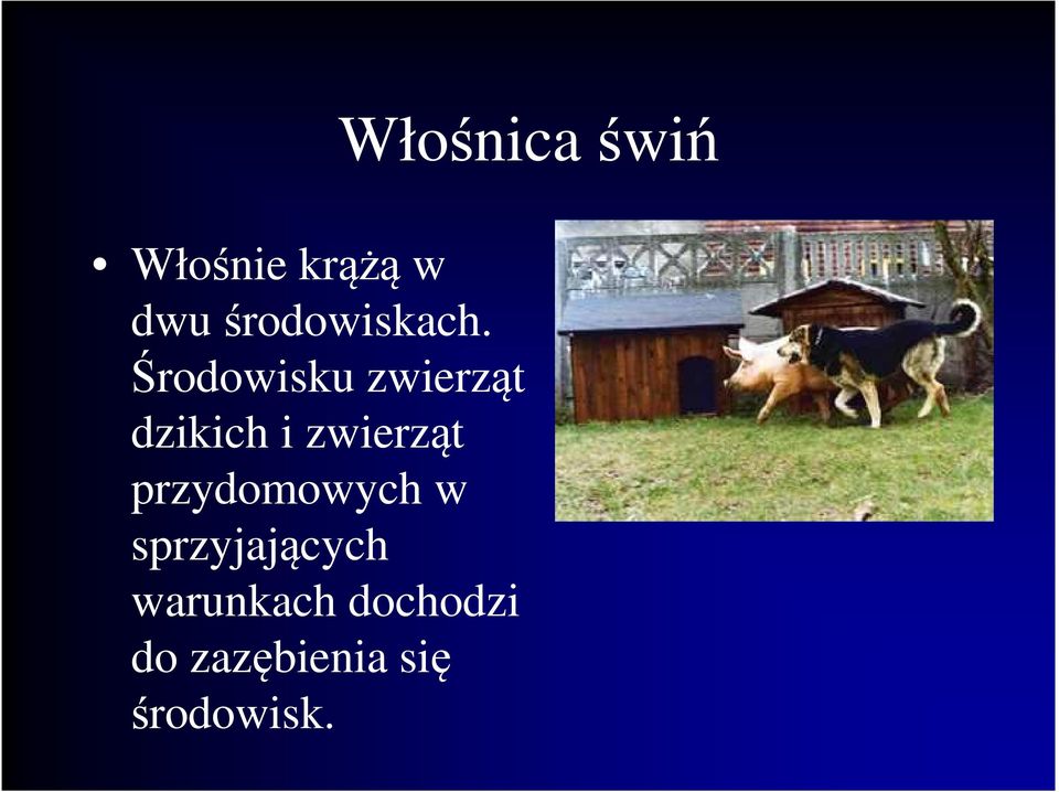 przydomowych w sprzyjających warunkach