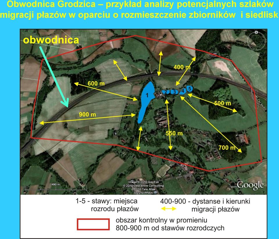 migracji płazów w oparciu o