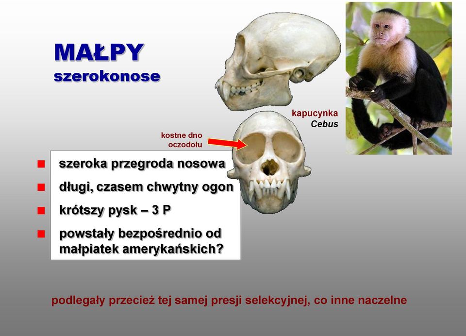 bezpośrednio od małpiatek amerykańskich?