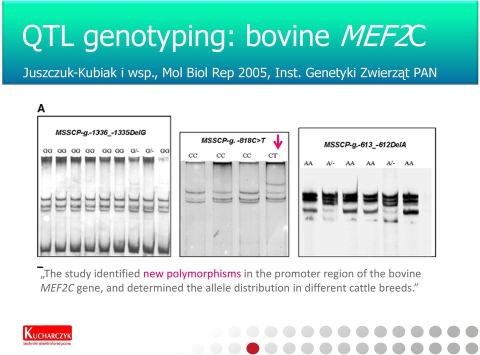 Genetyki Zwierząt PAN The study identified new polymorphisms