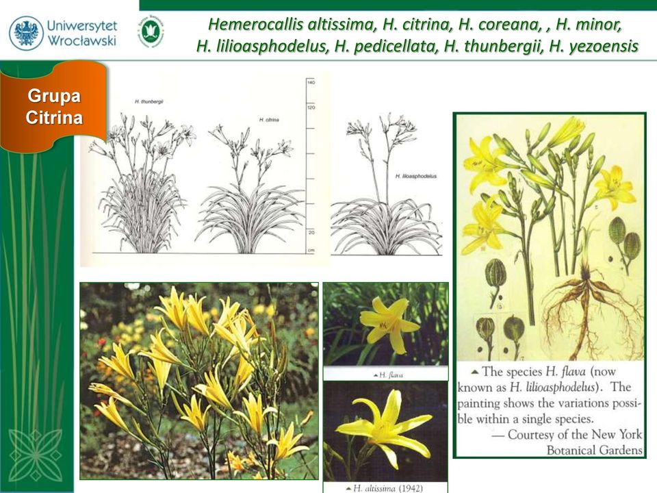 coreana,, H. minor, H.