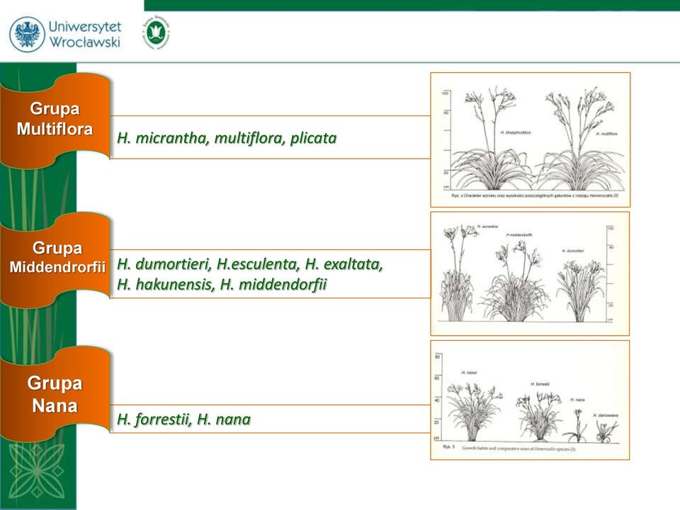 Middendrorfii H. dumortieri, H.esculenta, H.