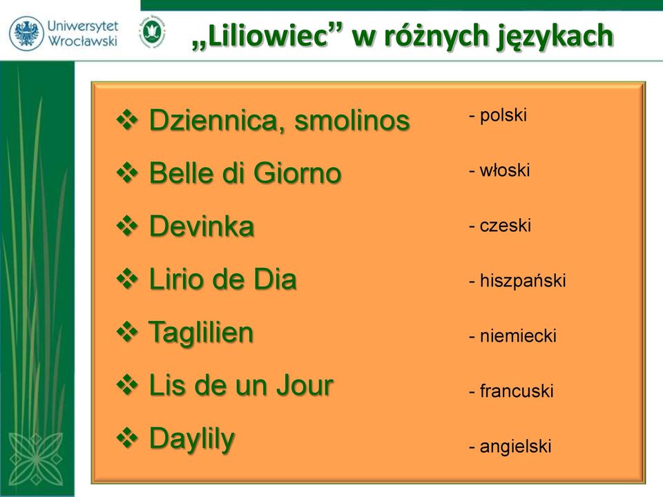 Lis de un Jour Daylily - polski - włoski -