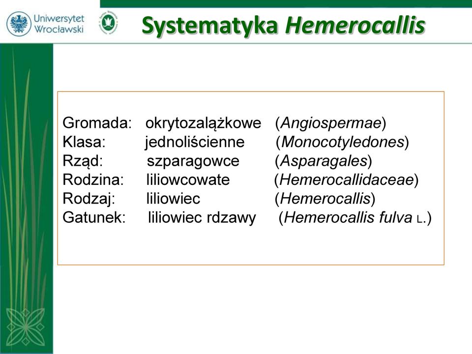 (Asparagales) Rodzina: liliowcowate (Hemerocallidaceae) Rodzaj: