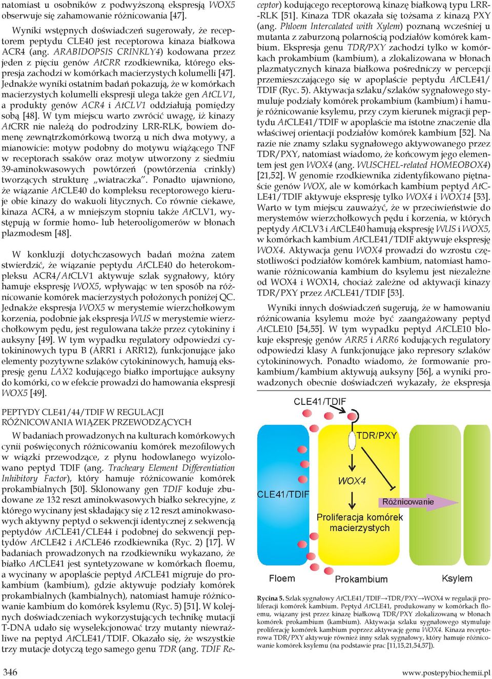 ARABIDOPSIS CRINKLY4) kodowana przez jeden z pięciu genów AtCRR rzodkiewnika, którego ekspresja zachodzi w komórkach macierzystych kolumelli [47].