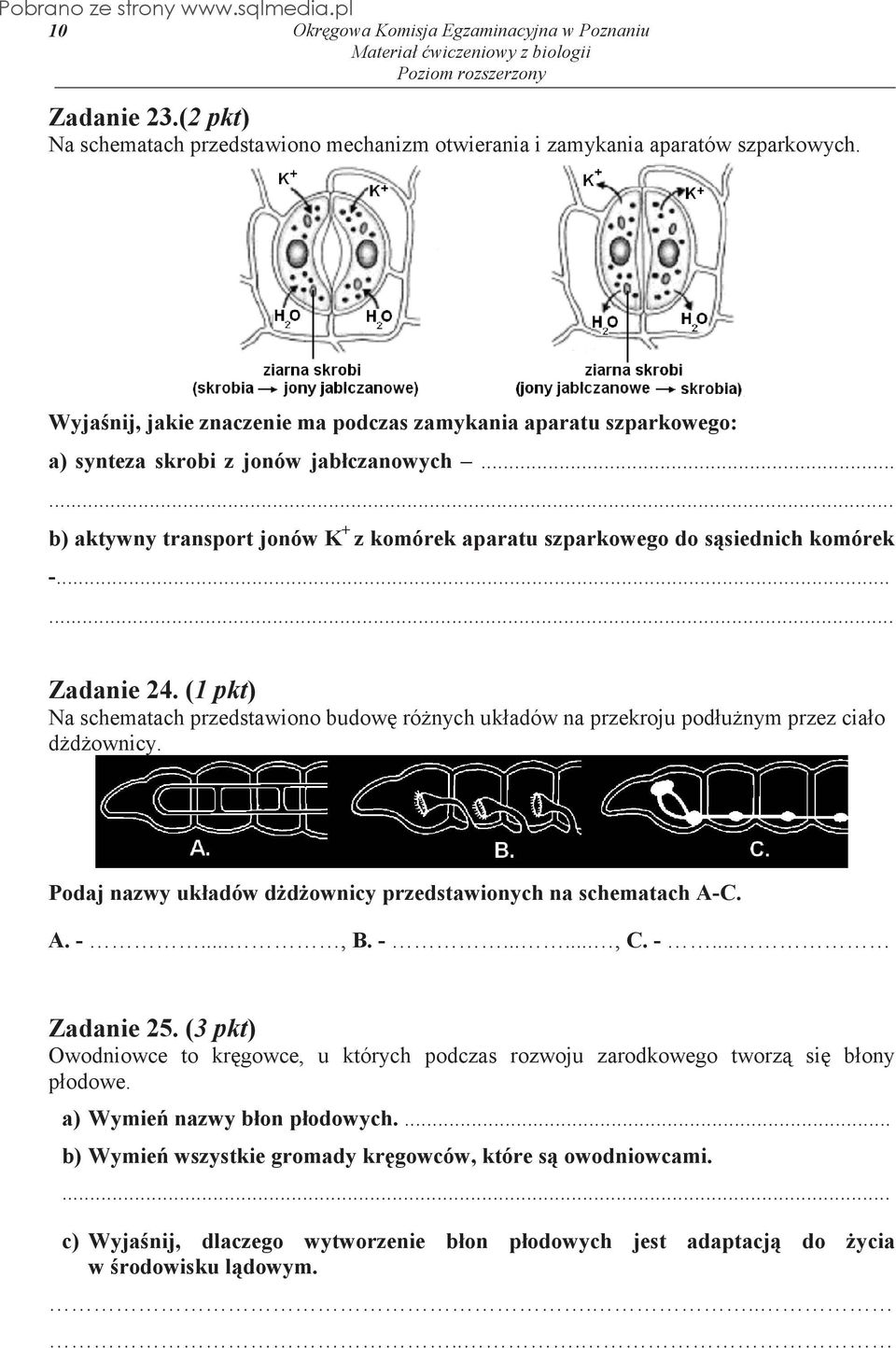 .. b) aktywny transport jonów K + z komórek aparatu szparkowego do ssiednich komórek - Zadanie 24. (1 pkt) Na schematach przedstawiono budow rónych układów na przekroju podłunym przez ciało ddownicy.