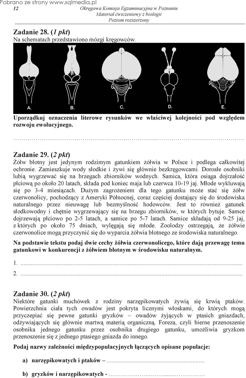 Dorosłe osobniki lubi wygrzewa si na brzegach zbiorników wodnych. Samica, która osiga dojrzało płciow po około 20 latach, składa pod koniec maja lub czerwca 10-19 jaj.
