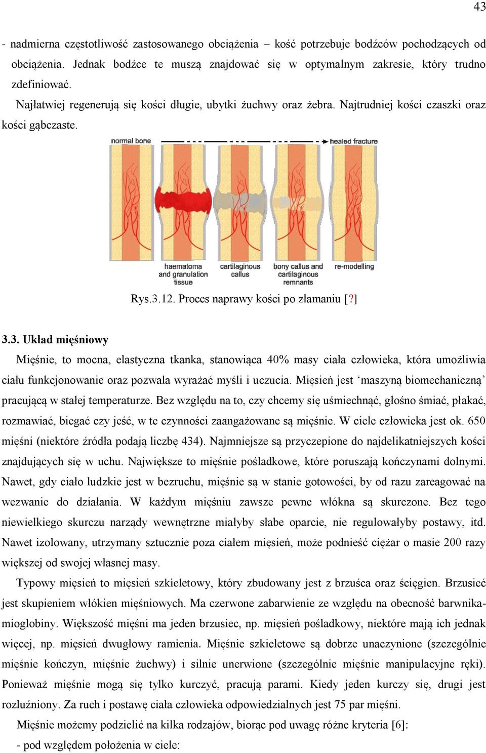 12. Proces naprawy kości po złamaniu [?] 3.