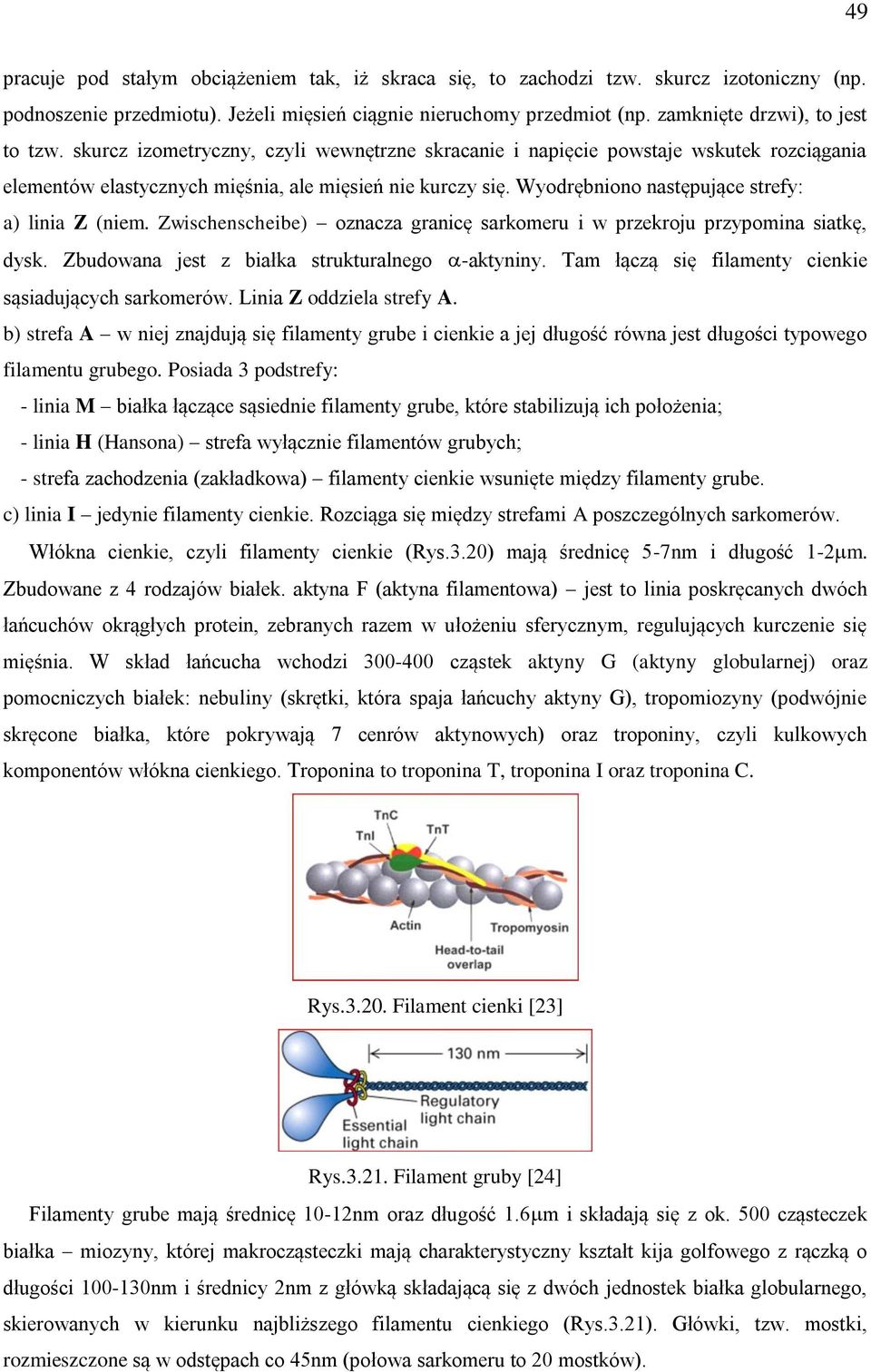 Wyodrębniono następujące strefy: a) linia Z (niem. Zwischenscheibe) oznacza granicę sarkomeru i w przekroju przypomina siatkę, dysk. Zbudowana jest z białka strukturalnego -aktyniny.