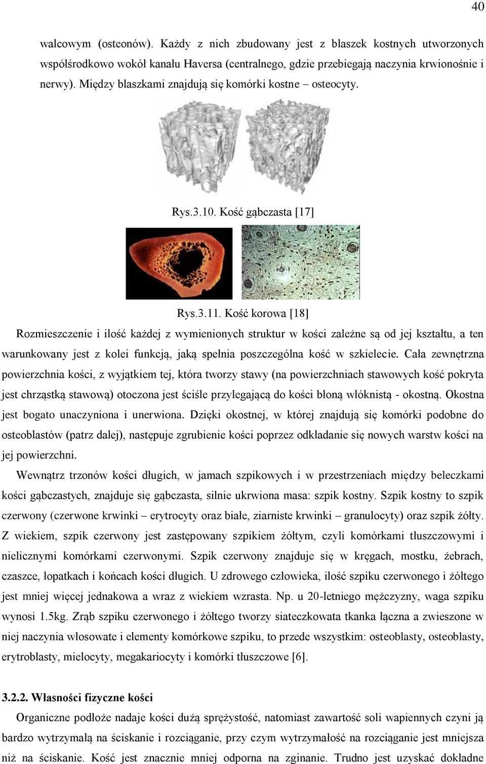 Kość korowa [18] Rozmieszczenie i ilość każdej z wymienionych struktur w kości zależne są od jej kształtu, a ten warunkowany jest z kolei funkcją, jaką spełnia poszczególna kość w szkielecie.