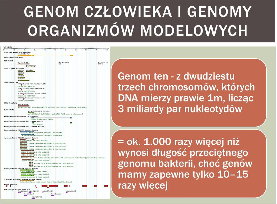 3 miliardy par nukleotydów = ok. 1.