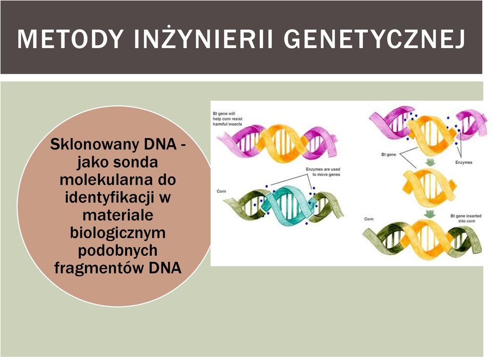 molekularna do identyfikacji w