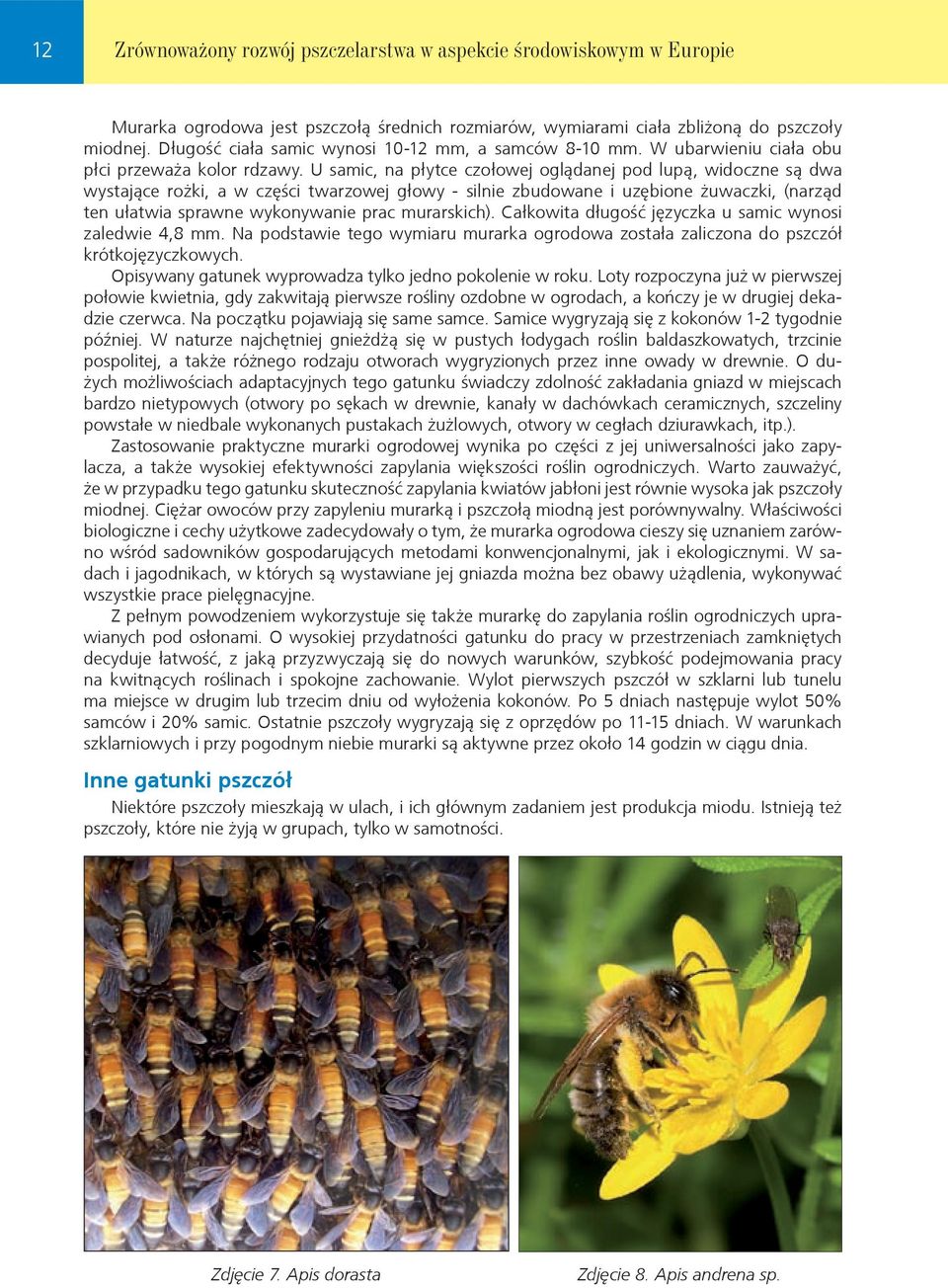U samic, na płytce czołowej oglądanej pod lupą, widoczne są dwa wystające rożki, a w części twarzowej głowy - silnie zbudowane i uzębione żuwaczki, (narząd ten ułatwia sprawne wykonywanie prac