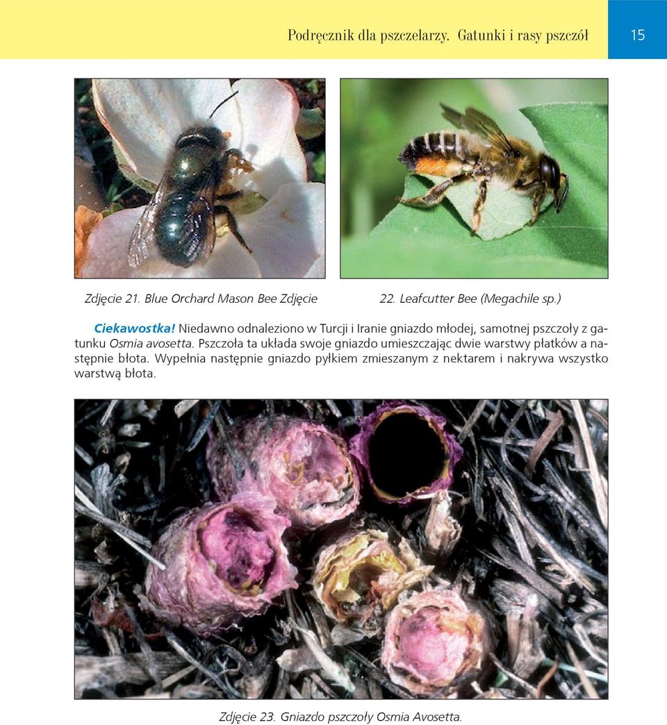 Niedawno odnaleziono w Turcji i Iranie gniazdo młodej, samotnej pszczoły z gatunku Osmia avosetta.