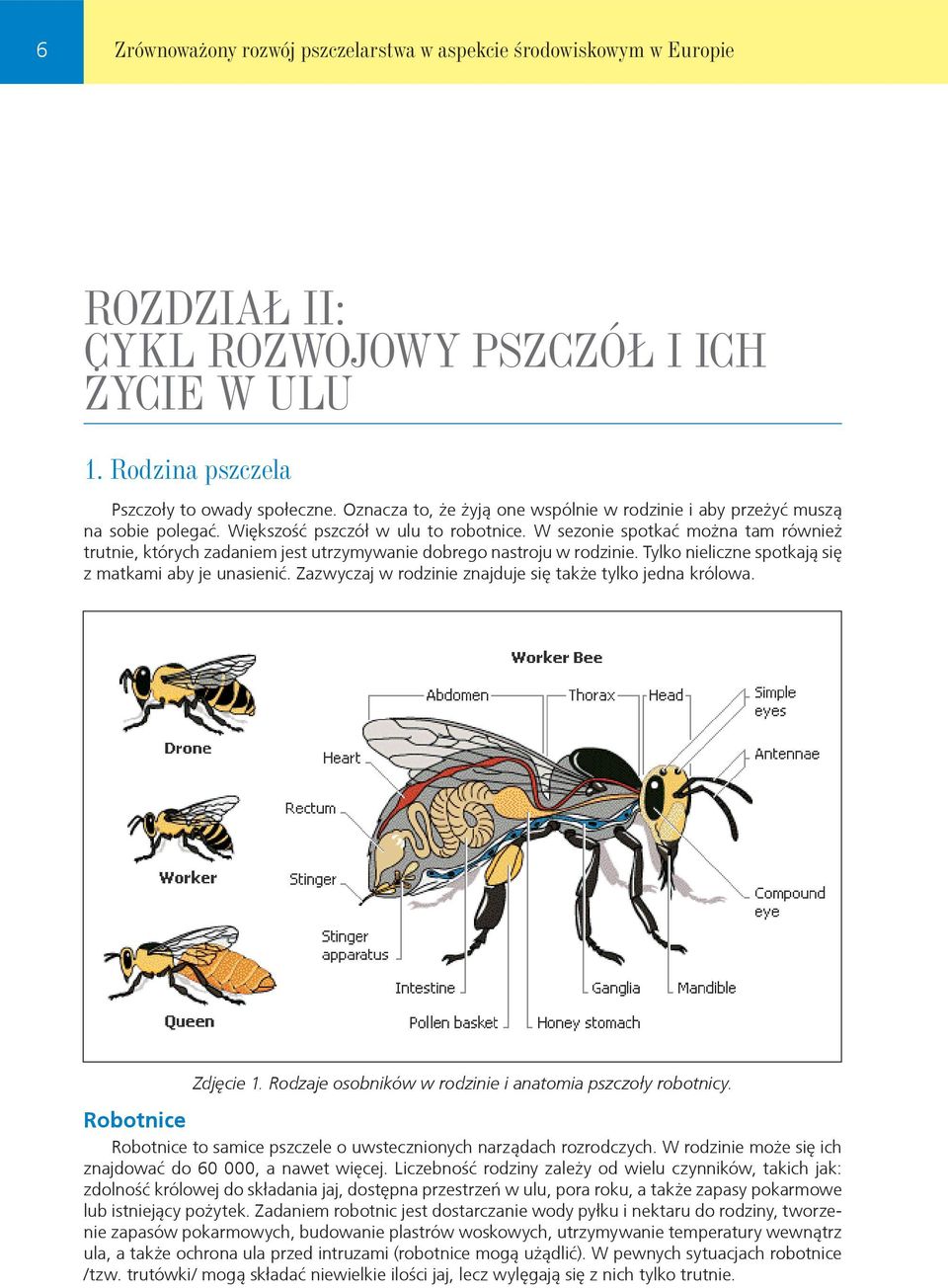 W sezonie spotkać można tam również trutnie, których zadaniem jest utrzymywanie dobrego nastroju w rodzinie. Tylko nieliczne spotkają się z matkami aby je unasienić.