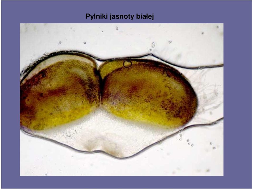 białej