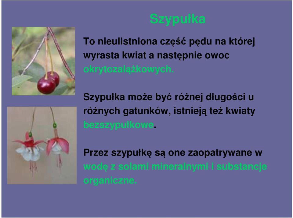 Szypułka może być różnej długości u różnych gatunków, istnieją też