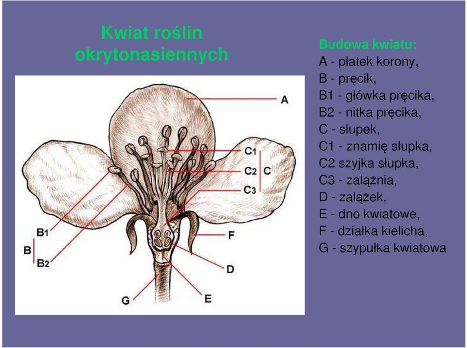 słupek, C1 - znamię słupka, C2 szyjka słupka, C3 - zalążnia, D