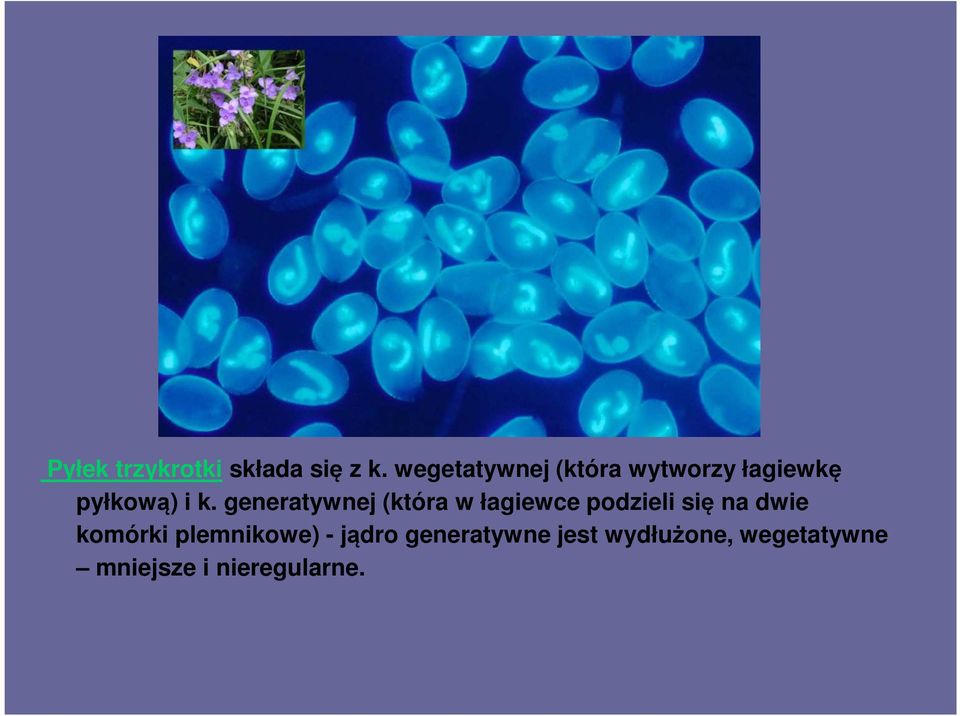 generatywnej (która w łagiewce podzieli się na dwie