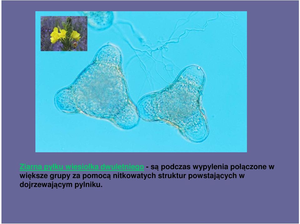 większe grupy za pomocą nitkowatych