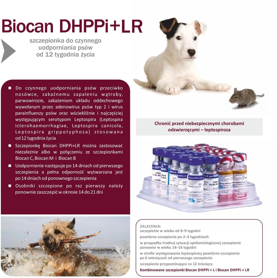 e p t o s p i r a g r i p p o t y p h o s a ) s t o s o w a n a od 12 tygodnia życia Szczepionkę Biocan DHPPi+LR można zastosować niezależnie albo w połączeniu ze szczepionkami Biocan C, Biocan M i
