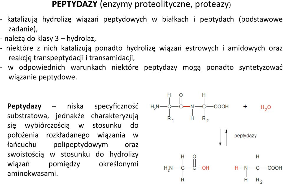 warunkach niektóre peptydazy mogą ponadto syntetyzować wiązanie peptydowe.