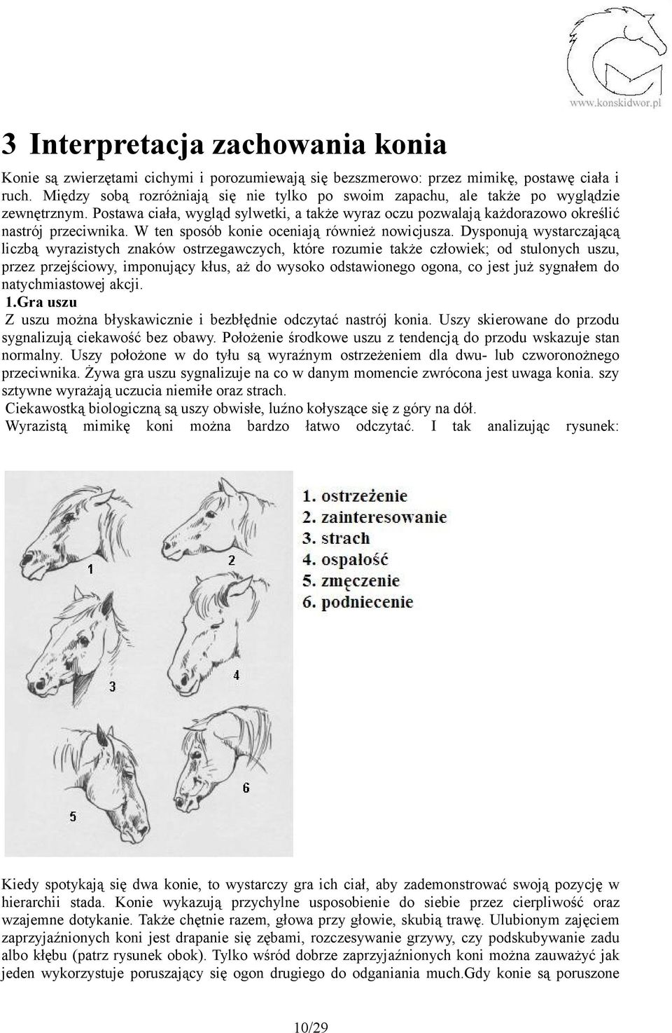 W ten sposób konie oceniają również nowicjusza.