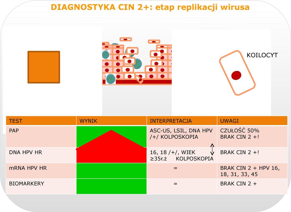 50% BRAK CIN 2 +! DNA HPV HR 16, 18 /+/, WIEK 35r.