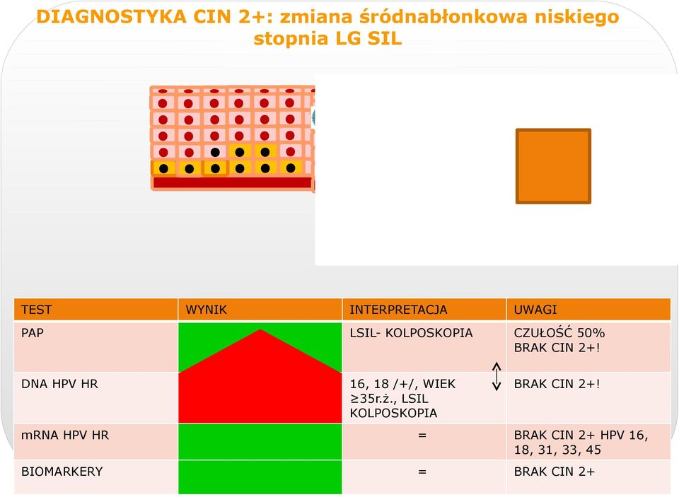 2+! DNA HPV HR 16, 18 /+/, WIEK 35r.ż., LSIL KOLPOSKOPIA BRAK CIN 2+!