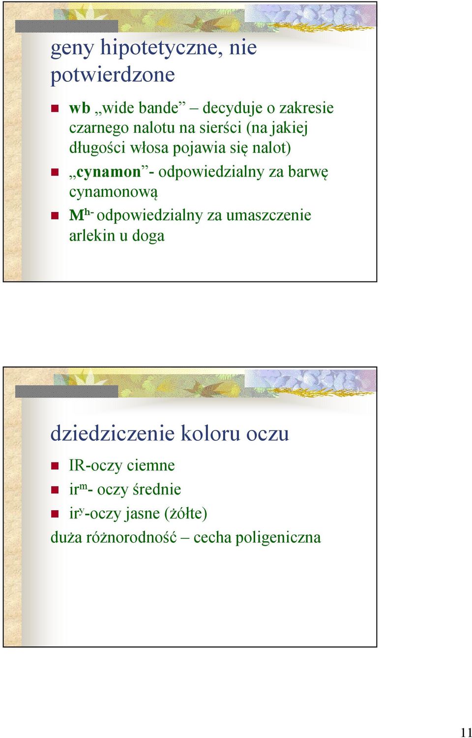 cynamonową M h- odpowiedzialny za umaszczenie arlekin u doga dziedziczenie koloru oczu