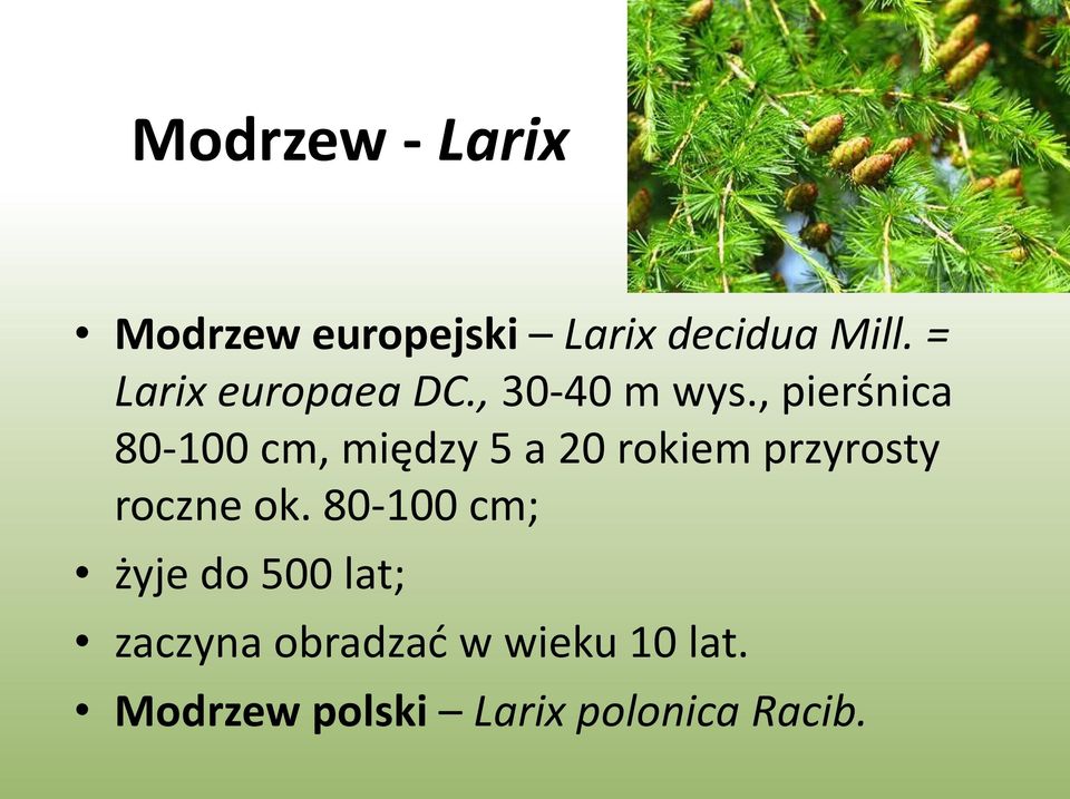 , pierśnica 80-100 cm, między 5 a 20 rokiem przyrosty roczne