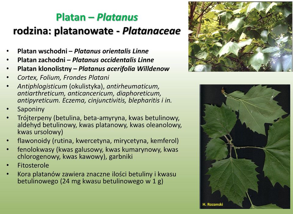 Saponiny Trójterpeny (betulina, beta-amyryna, kwas betulinowy, aldehyd betulinowy, kwas platanowy, kwas oleanolowy, kwas ursolowy) flawonoidy (rutina, kwercetyna, mirycetyna, kemferol)
