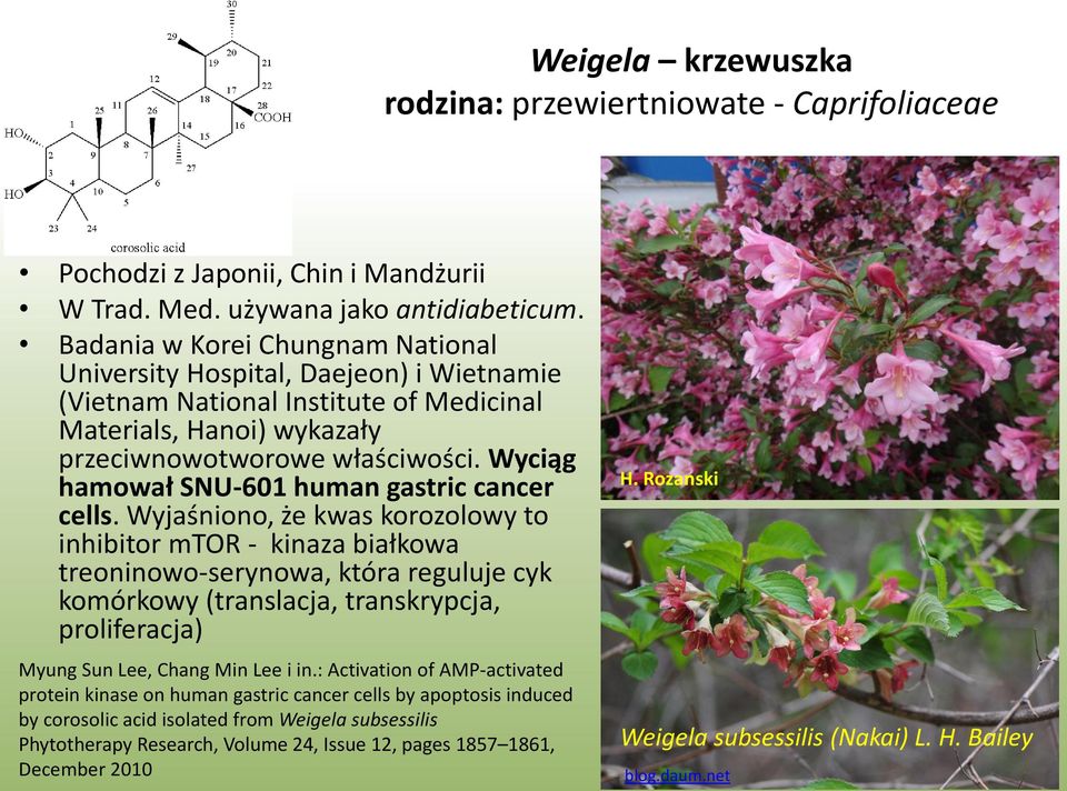 Wyciąg hamował SNU-601 human gastric cancer cells.