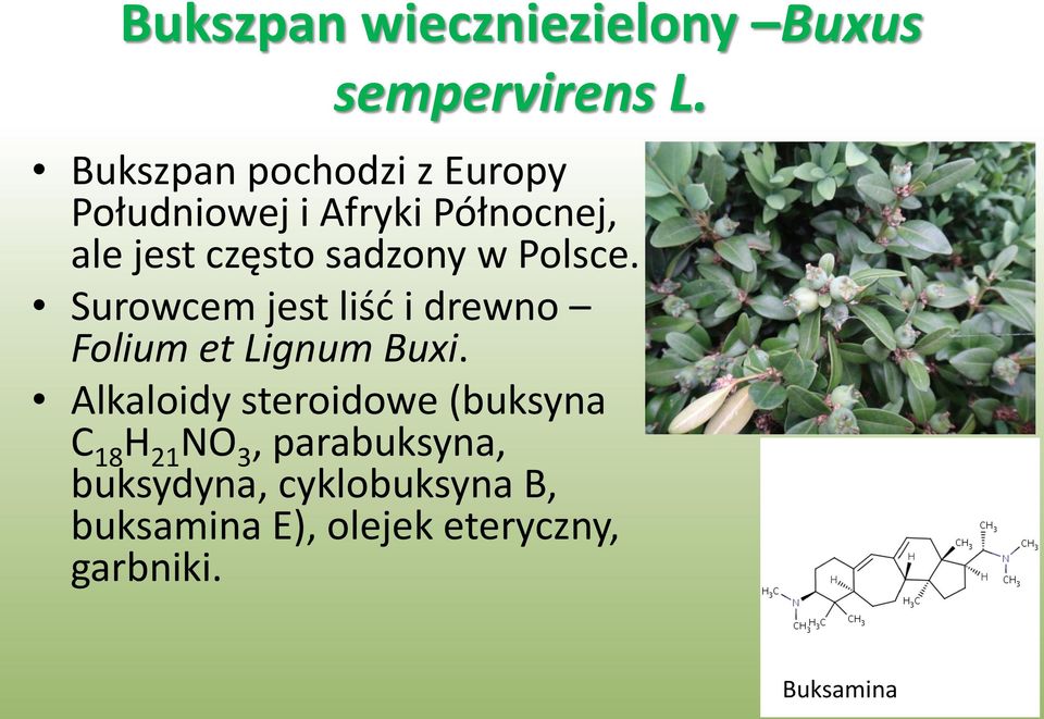 sadzony w Polsce. Surowcem jest liść i drewno Folium et Lignum Buxi.