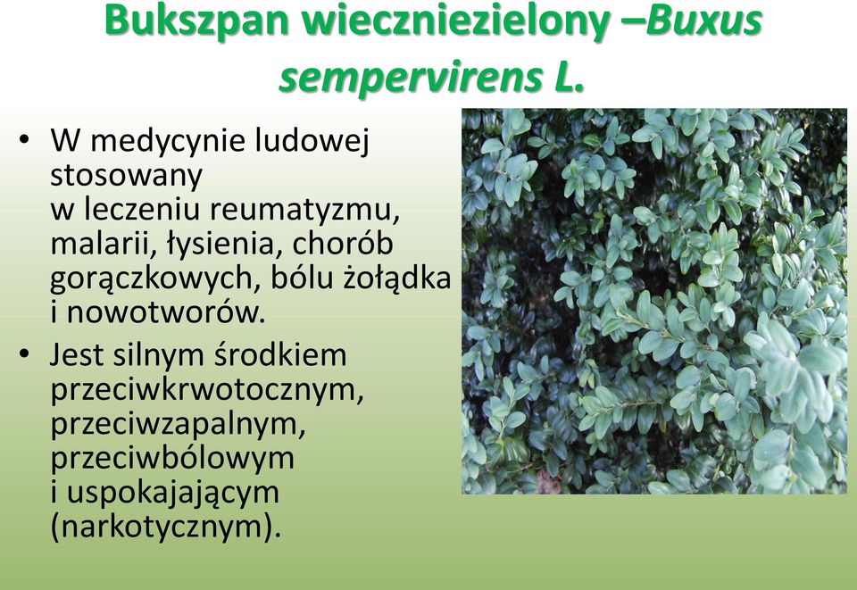 łysienia, chorób gorączkowych, bólu żołądka i nowotworów.