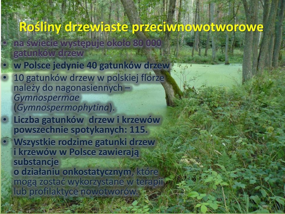Liczba gatunków drzew i krzewów powszechnie spotykanych: 115.